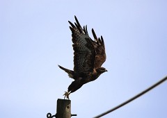 Mäusebussard, Buteo buteo (12)