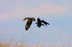 Mäusebussard, Buteo buteo (13)