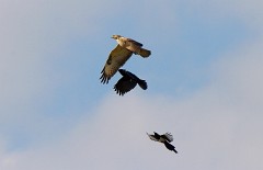 Mäusebussard, Buteo buteo (14)
