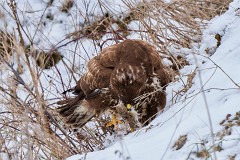Mäusebussard, Buteo buteo (2)