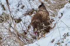 Mäusebussard, Buteo buteo (3)