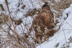 Mäusebussard, Buteo buteo (4)