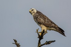 Mäusebussard, Buteo buteo (5)