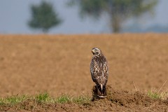 Mäusebussard, Buteo buteo (7)