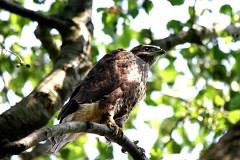 Mäusebussard, Buteo buteo (8)