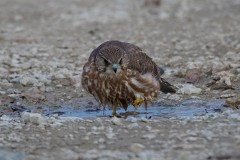 Merlin, Falco columbarius (1)
