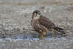 Merlin, Falco columbarius (2)
