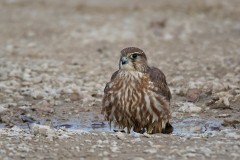 Merlin, Falco columbarius (3)