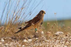 Rötelfalke, Falco naumanni (1)