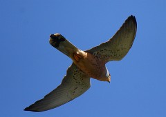 Rötelfalke, Falco naumanni (10)