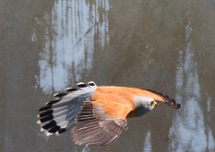 Rötelfalke, Falco naumanni (11)