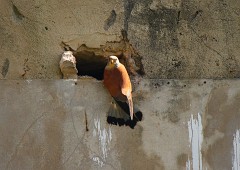 Rötelfalke, Falco naumanni (12)