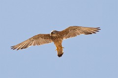 Rötelfalke, Falco naumanni (13)