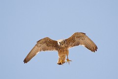 Rötelfalke, Falco naumanni (14)