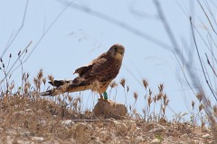 Rötelfalke, Falco naumanni (2)
