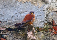 Rötelfalke, Falco naumanni (3)