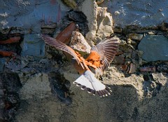 Rötelfalke, Falco naumanni (4)