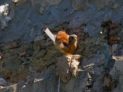 Rötelfalke, Falco naumanni (5)