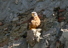 Rötelfalke, Falco naumanni (6)
