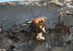 Rötelfalke, Falco naumanni (7)