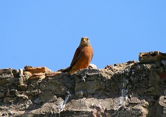 Rötelfalke, Falco naumanni (8)