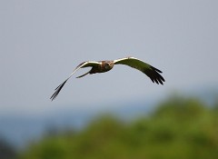 Rohrweihe, Circus aeruginosus (10)