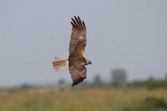 Rohrweihe, Circus aeruginosus (11)