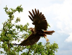 Rohrweihe, Circus aeruginosus (13)