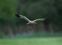 Rohrweihe, Circus aeruginosus (14)