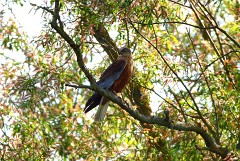 Rohrweihe, Circus aeruginosus (16)