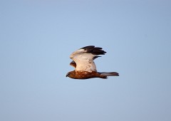 Rohrweihe, Circus aeruginosus (17)