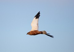 Rohrweihe, Circus aeruginosus (18)