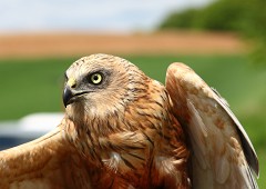 Rohrweihe, Circus aeruginosus (19)