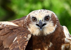 Rohrweihe, Circus aeruginosus (20)