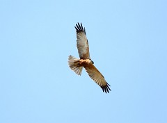 Rohrweihe, Circus aeruginosus (22)