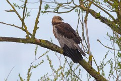 Rohrweihe, Circus aeruginosus (3)