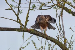 Rohrweihe, Circus aeruginosus (5)