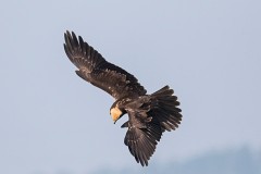 Rohrweihe, Circus aeruginosus (7)