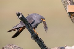 Rotfußfalke, Falco vespertinus (1)