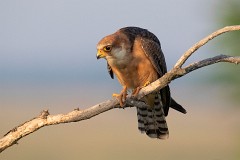 Rotfußfalke, Falco vespertinus (10)