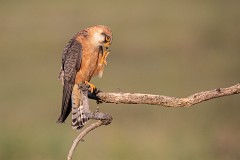 Rotfußfalke, Falco vespertinus (11)