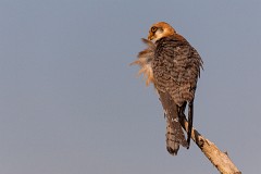 Rotfußfalke, Falco vespertinus (12)