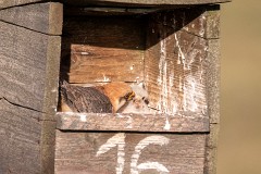 Rotfußfalke, Falco vespertinus (13)
