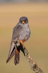 Rotfußfalke, Falco vespertinus (14)