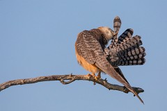 Rotfußfalke, Falco vespertinus (15)