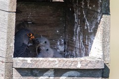 Rotfußfalke, Falco vespertinus (16)