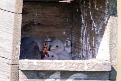 Rotfußfalke, Falco vespertinus (17)