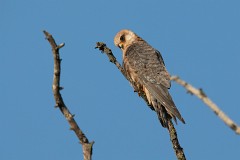 Rotfußfalke, Falco vespertinus (18)