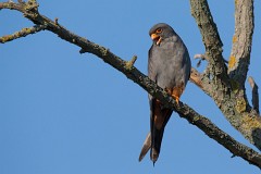 Rotfußfalke, Falco vespertinus (19)
