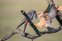 Rotfußfalke, Falco vespertinus (2)